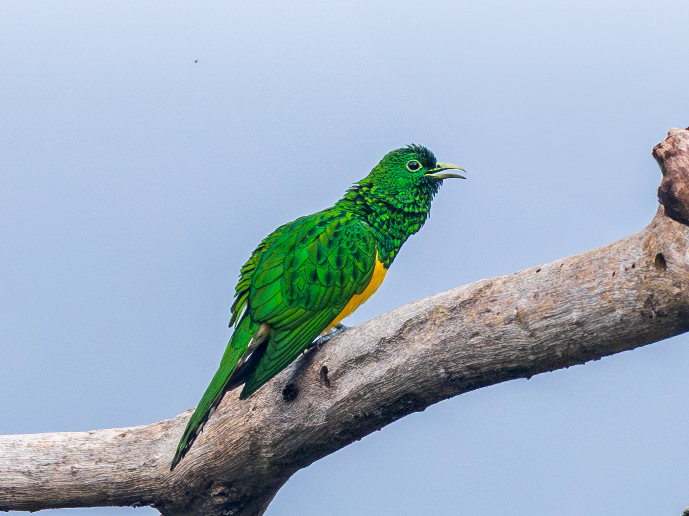 African Emerald Cuckoo (Chrysococcyx cupreus), photo 10
