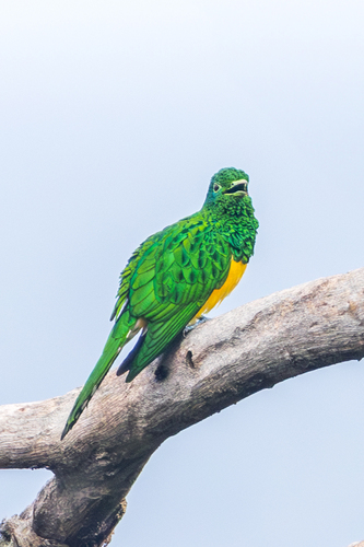 African Emerald Cuckoo (Chrysococcyx cupreus), photo 9