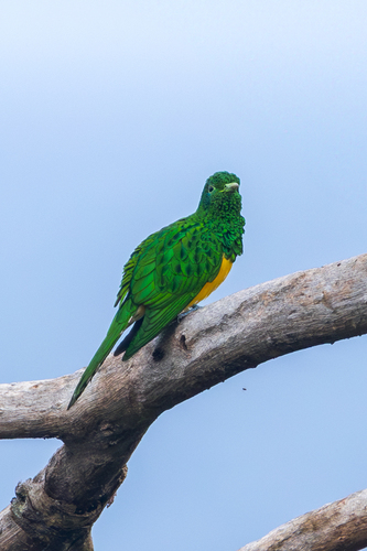 African Emerald Cuckoo (Chrysococcyx cupreus), photo 10