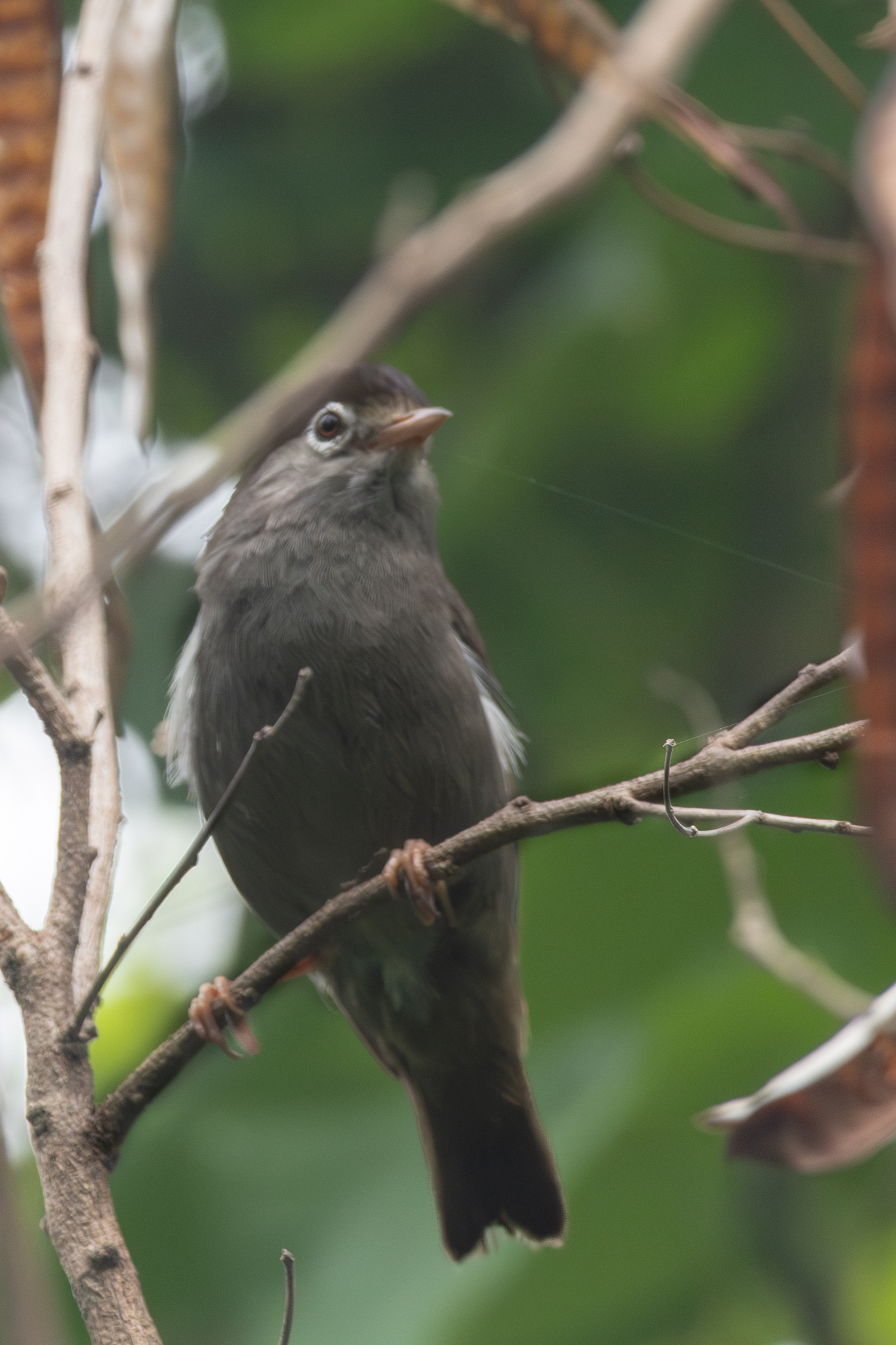 Black-capped Speirops (Zosterops lugubris), photo 9