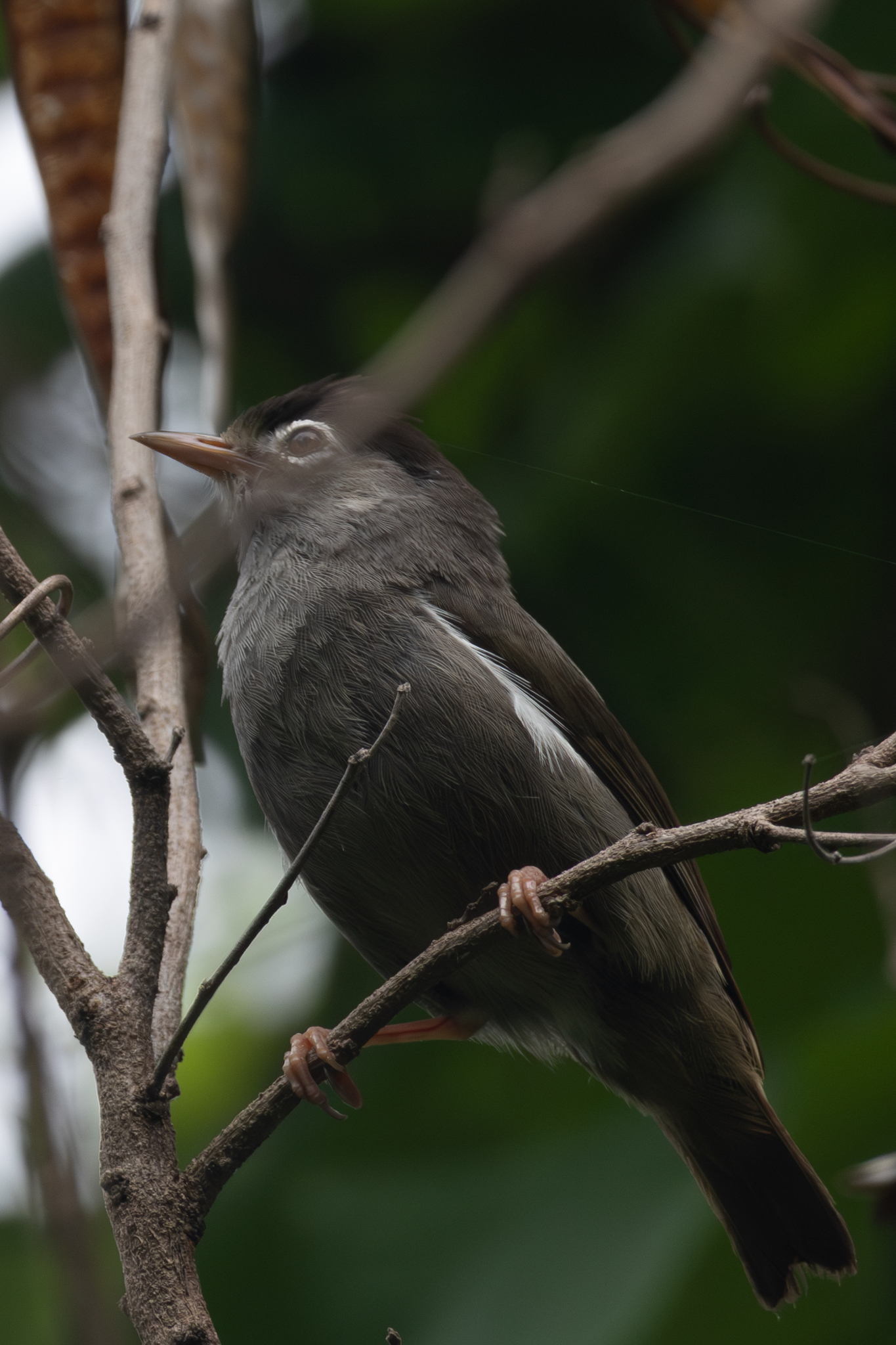 Black-capped Speirops (Zosterops lugubris), photo 10