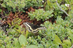 Papilio brevicauda