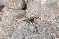Pardosa moesta