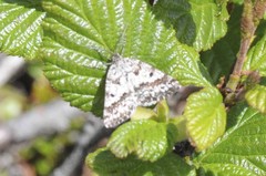 Eufidonia discospilata