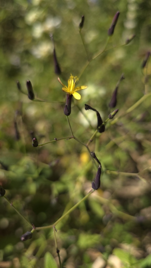 Lactuca paradoxa