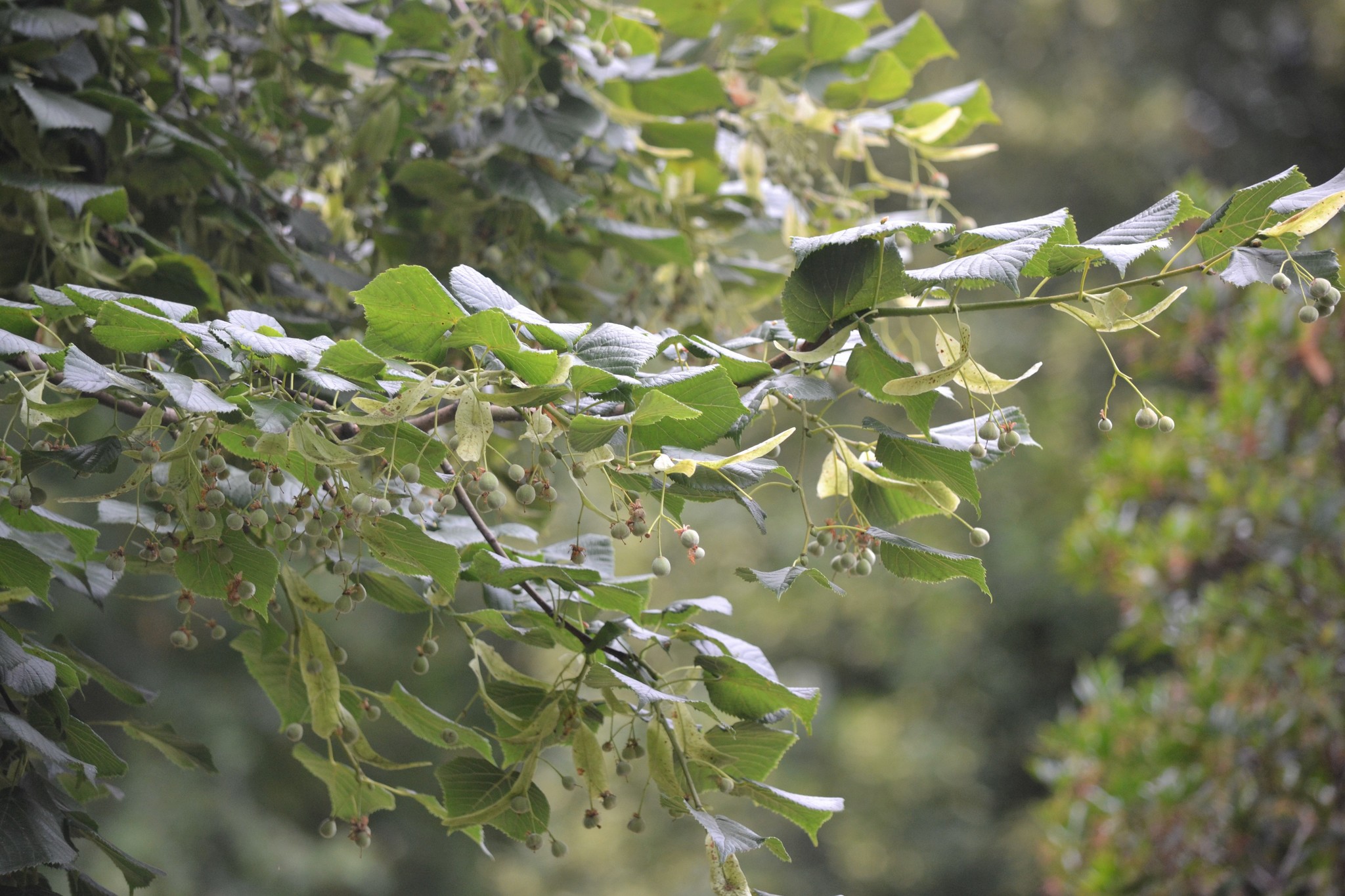 Tilia X europaea