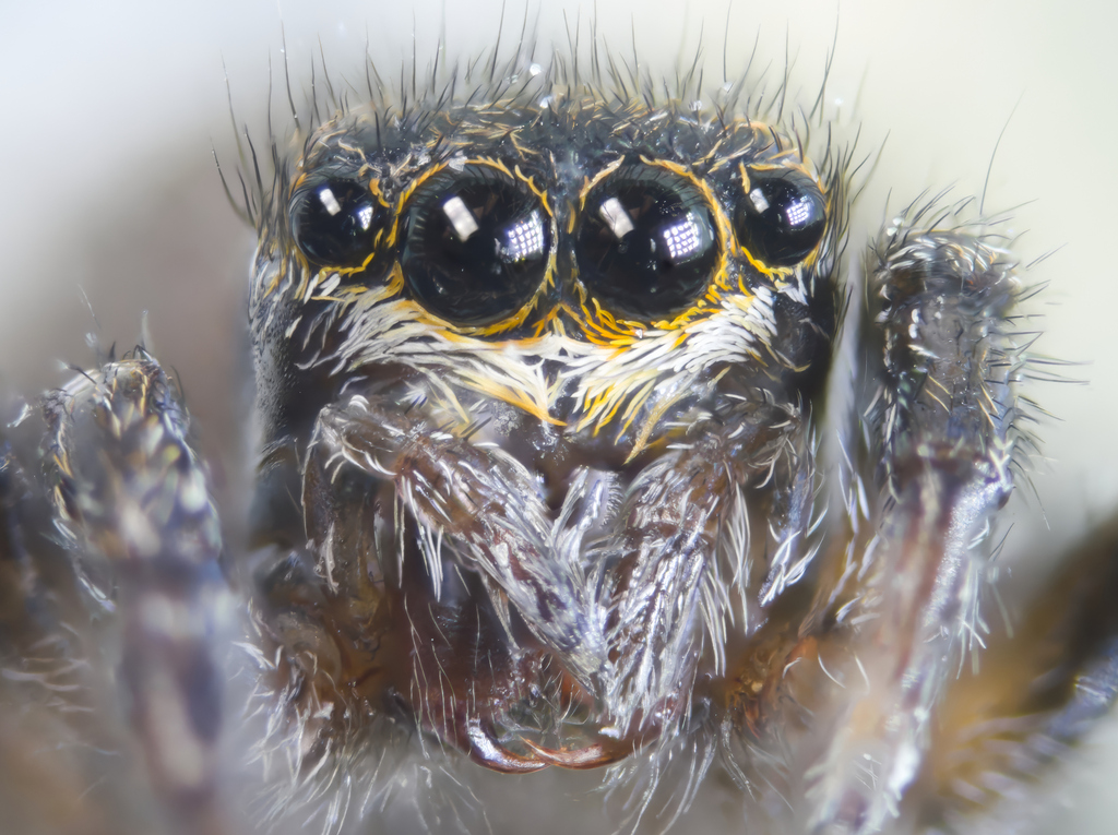 Euophrys sulphurea