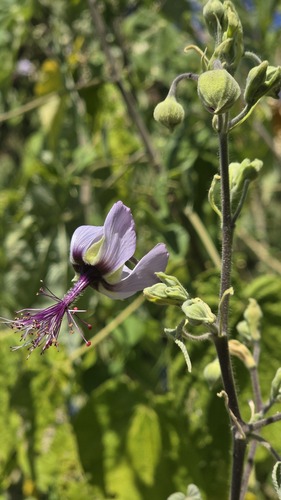 Chatt Stick (Abutilon longicuspe)