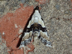 Nigetia formosalis