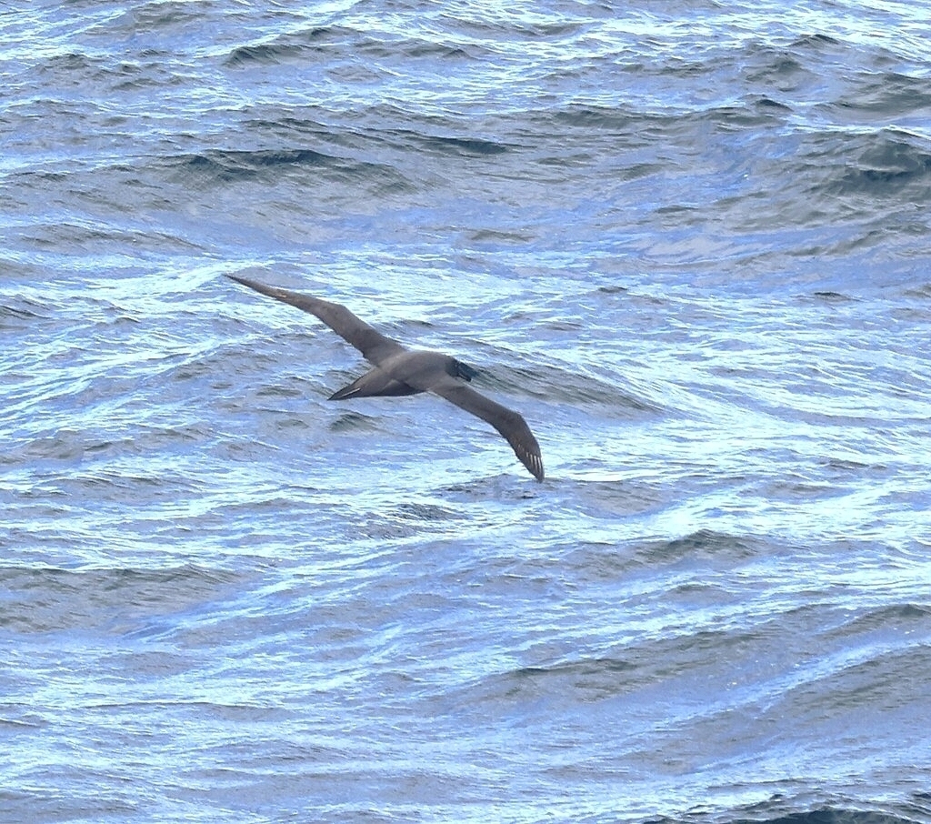 Sooty Albatross