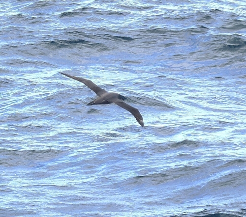 Sooty Albatross