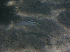 Scolopsis trilineata