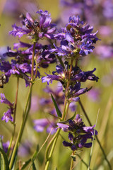 Penstemon attenuatus