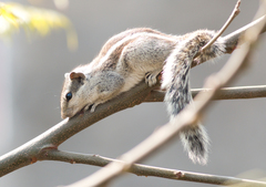 Funambulus pennantii