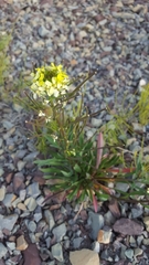 Erysimum coarctatum