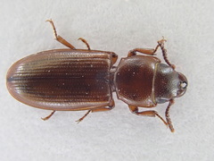 Tenebroides fuscus