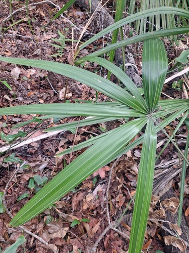 Image of Rhapidophyllum hystrix by no rights reserved