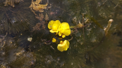 Image of Utricularia foliosa by (c) Athena Philips, some rights reserved (CC BY)
