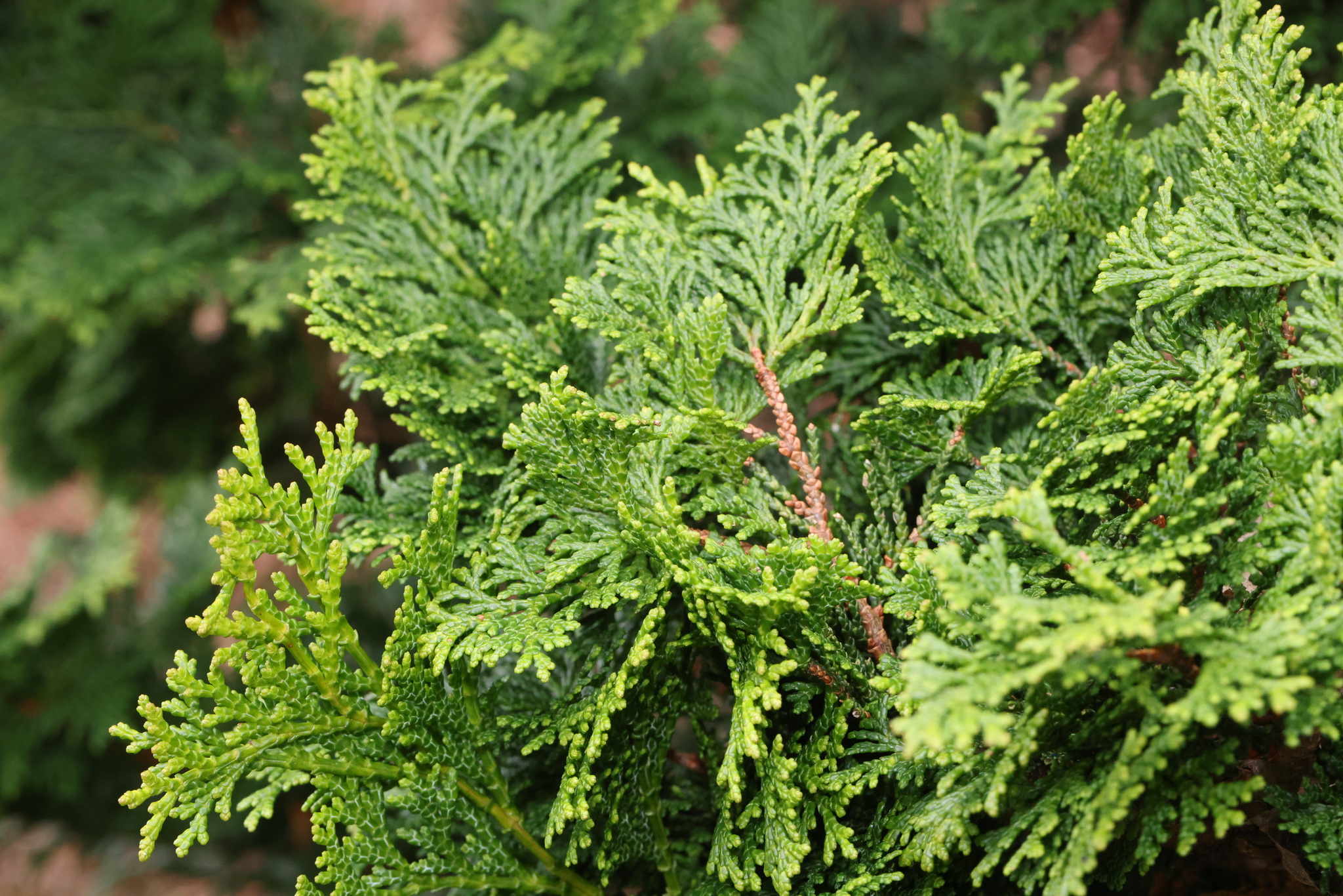 Imagem de Hinoki