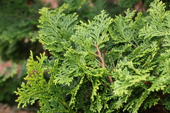 Chamaecyparis obtusa — photo 2