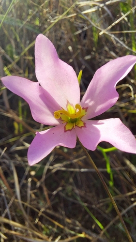 Image of Sabatia stellaris by (c) Athena Philips, some rights reserved (CC BY)
