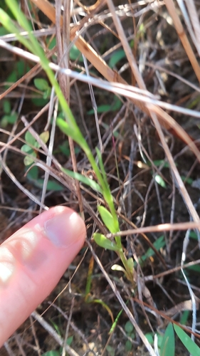 Image of Sabatia stellaris by (c) Athena Philips, some rights reserved (CC BY)