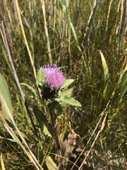Cirsium acaule esculentum