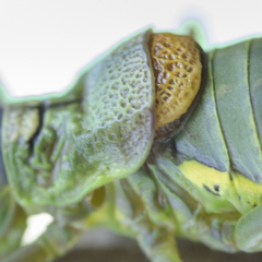 Lluciapomaresius asturiensis