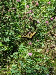 Papilio glaucus glaucus