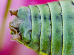 Lluciapomaresius asturiensis