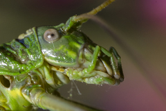 Lluciapomaresius asturiensis