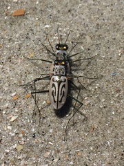 Habroscelimorpha dorsalis