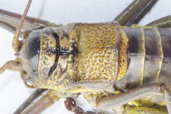 Lluciapomaresius asturiensis