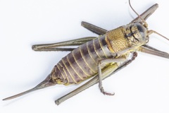 Lluciapomaresius asturiensis