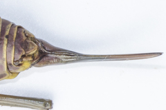 Lluciapomaresius asturiensis