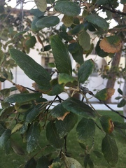 Quercus suber