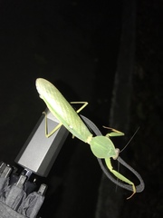 Rhombodera valida
