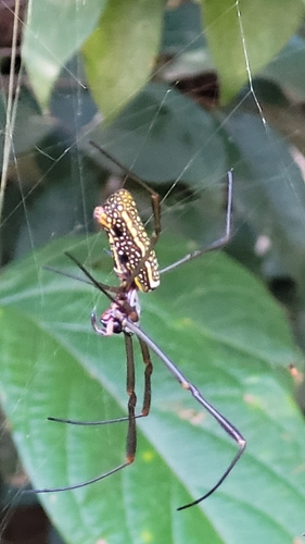 Golden Silk Spider