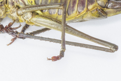 Lluciapomaresius asturiensis