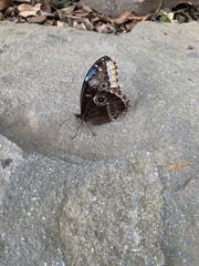 Morpho helenor narcissus
