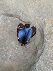 Morpho helenor narcissus