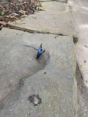 Morpho helenor narcissus