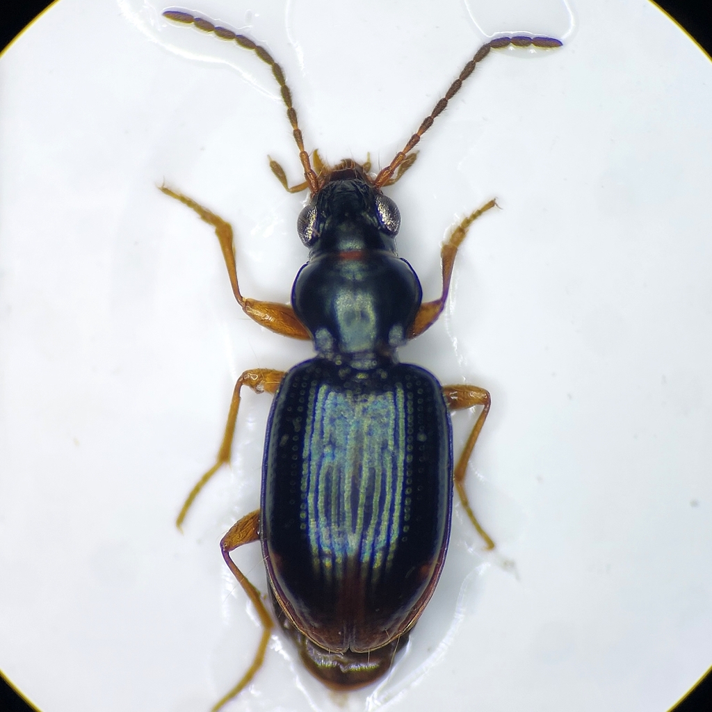 Bembidion assimile