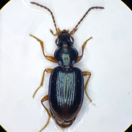 Bembidion assimile
