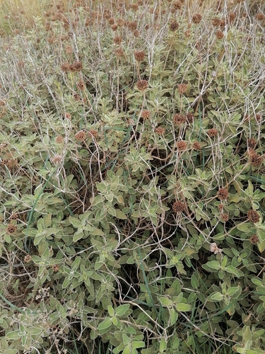 Image of Phlomis fruticosa by (c) tetyanakuchma, some rights reserved (CC BY)