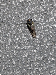Neotibicen lyricen engelhardti