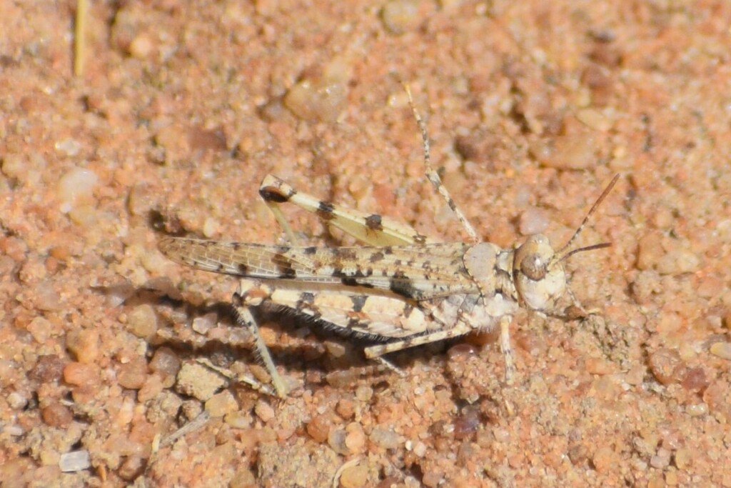 Acrotylus apricarius