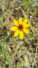 Thelesperma simplicifolium