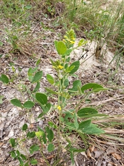 Rhynchosia tomentosa