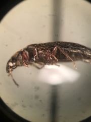 Scotochroa buprestoides